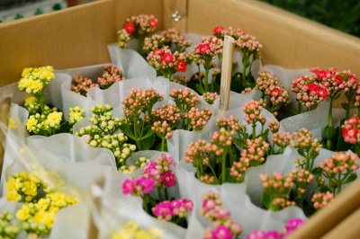 长寿花 花苞催生 长寿花养护技巧
