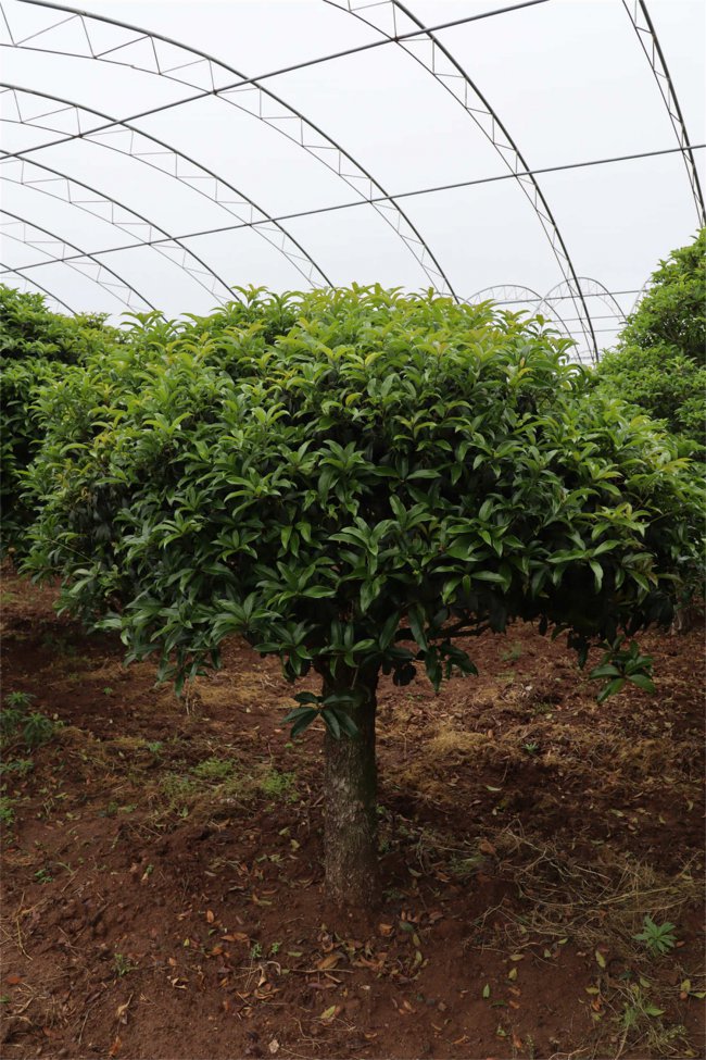 盆栽桂花的养殖方法