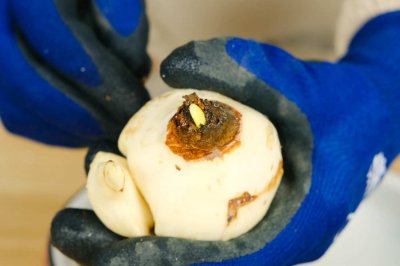 水仙花水培养护技巧 水培水仙开花周期解析