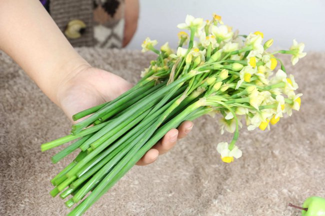 水培水仙花正确养法