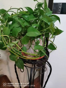 绿萝枝条缠绕技巧 绿萝造型养护全攻略