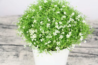 粉色满天星花语解析 满天星寓意与赠送指南