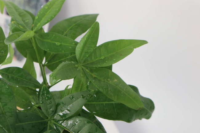 发财树缺水怎样补救