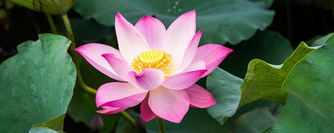 荷花什么季节开放