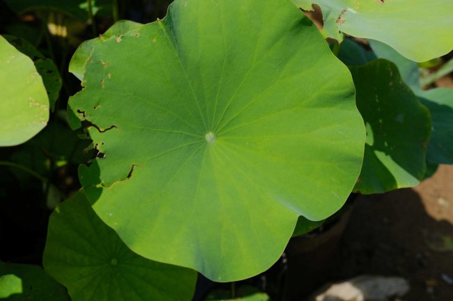 荷花什么季节开放