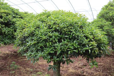 桂花不开花原因 桂花养护技巧解决方法