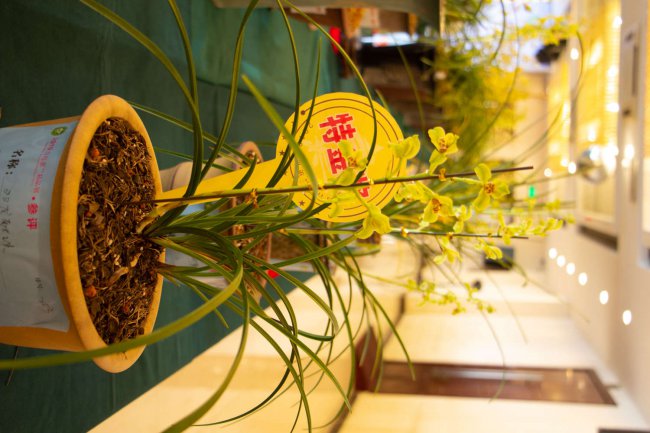 兰花发芽了要怎么养