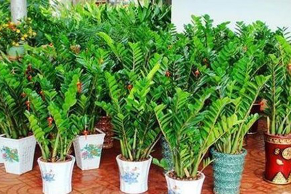 这4种“植物”