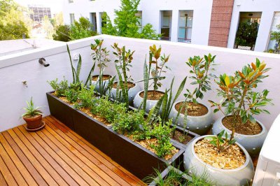 4种植物扦插繁殖技巧 叶片扦插30天成盆栽