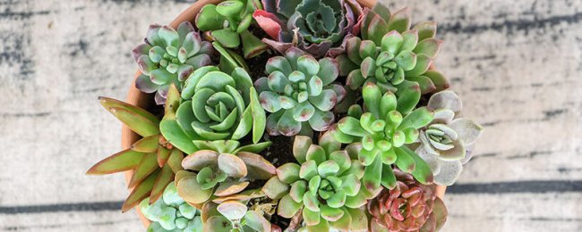 多肉植物怎么养护