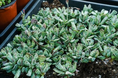 多肉植物养护指南 多肉盆栽培育攻略
