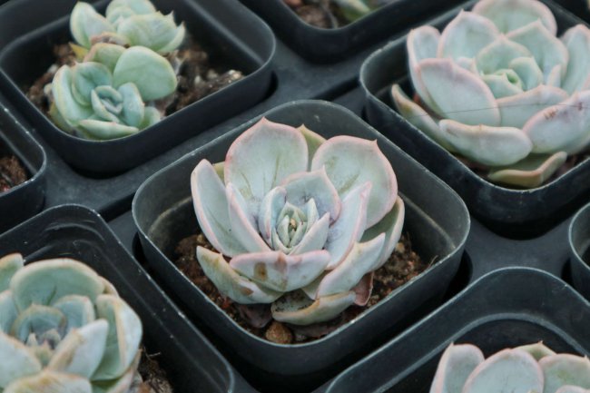 多肉植物怎么养护