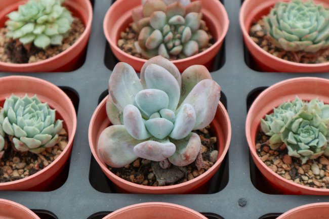 多肉植物怎么养护