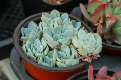 多肉植物耐寒性 多肉冬季防冻养护技巧