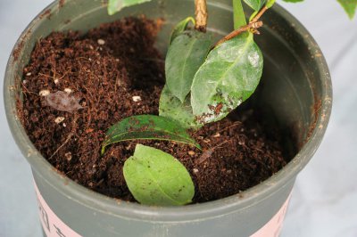 茶花冬天如何室外越冬 茶花过冬养护全攻略