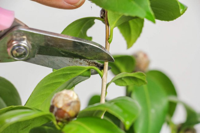 茶花冬天室外怎么过冬
