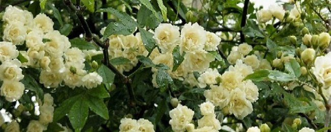 木香花什么时候开