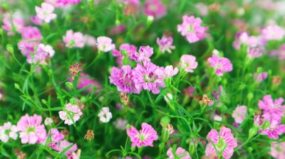 满天星寿命 满天星养护延长花期