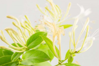 金银花开花时间 金银花四季养护技巧