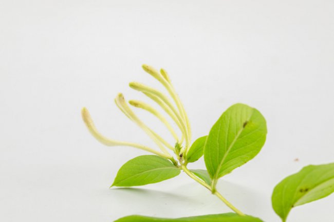 金银花什么时候开花