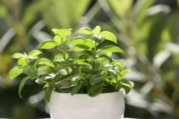 这4种漂亮花养家里