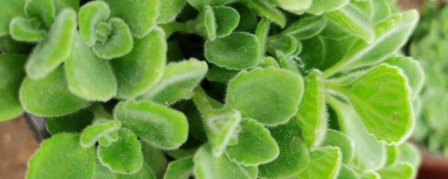 碰碰香植物怎么养