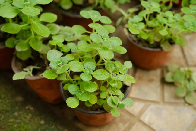 碰碰香植物怎么养