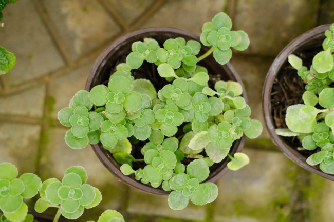 碰碰香植物怎么养