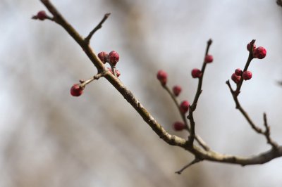 梅花怎么养才能开花？梅花 种植技巧与养护禁忌