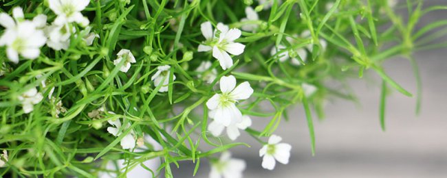 满天星适合什么季节种