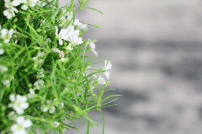 满天星种植季节 满天星春秋栽培指南