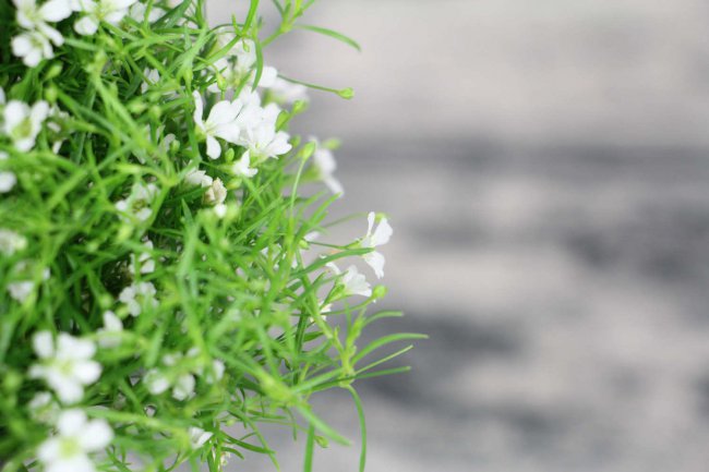满天星适合什么季节种