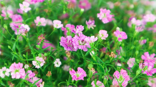 满天星适合什么季节种