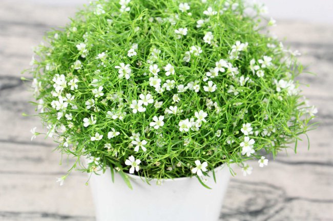 满天星适合什么季节种