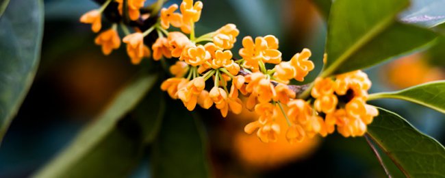 桂花树可以插枝栽培吗