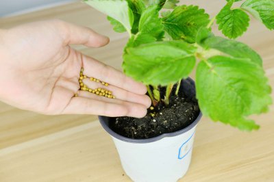 草莓结果时间 草莓成熟期与养护技巧