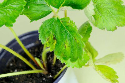 草莓种植时间 草莓最佳月份及四季管理