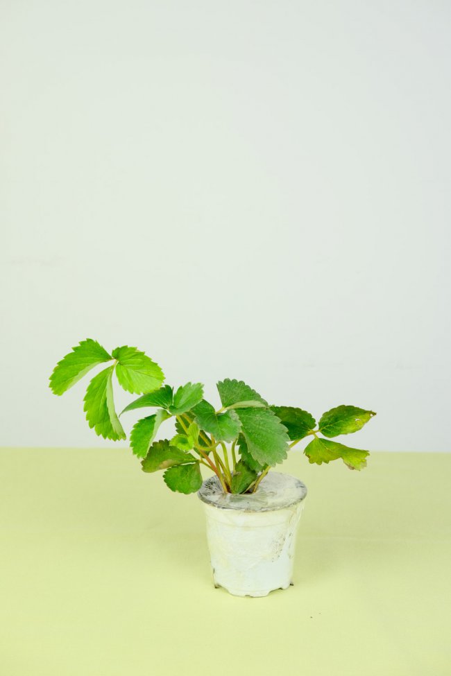 草莓几月份种