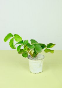 家庭无土草莓栽培技术 草莓无土种植养护攻略