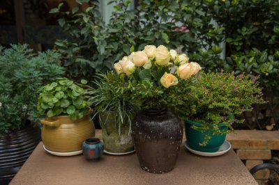 佛座莲养护方法 佛座莲种植技巧详解