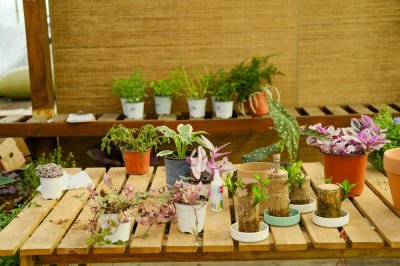 打破碗花怎么养 打破碗花养护全攻略