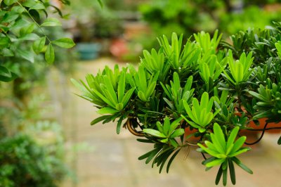 老桩盆景 四种越养越值钱植物盘点
