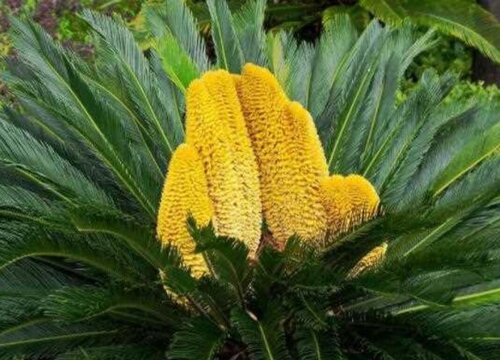 表示加油的花
