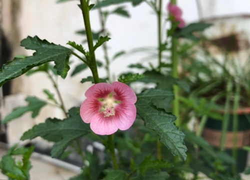 表示加油的花