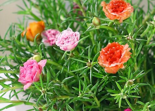 表示父爱的花