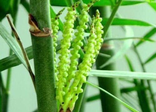 表示诚实的花