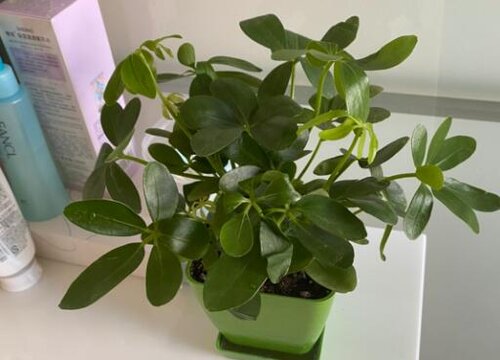 鹅掌柴怎么养家庭养法