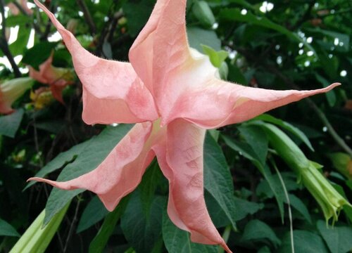 表示安慰的花