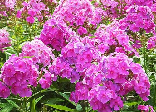 表示欢迎的花