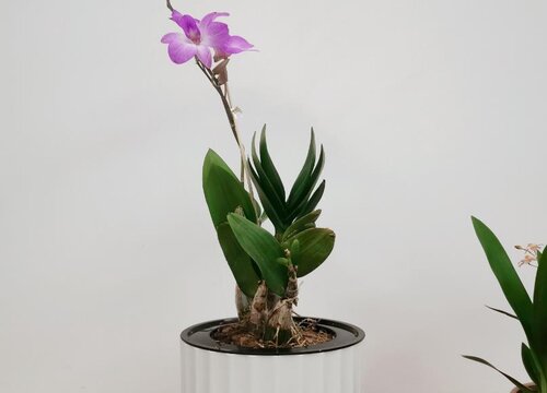 表示欢迎的花